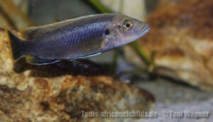 Melanochromis mpoto 'Mphanga Rocks' Galerie Melanochromis mpoto Arten